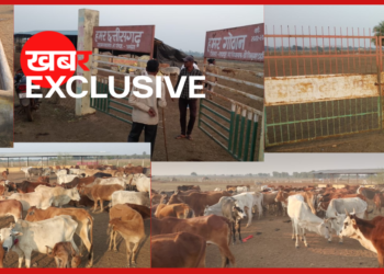 राज्योत्सव की चकाचौंध के लिए बेजुबानों की ‘बलि’? 800 गौवंश किए रीलोकेट