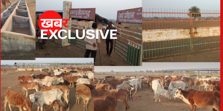 राज्योत्सव की चकाचौंध के लिए बेजुबानों की ‘बलि’? 800 गौवंश किए रीलोकेट