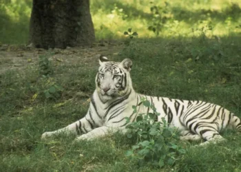 भिलाई में सफेद बाघिन ‘जया’ की संदिग्ध परिस्थितियों में मौत