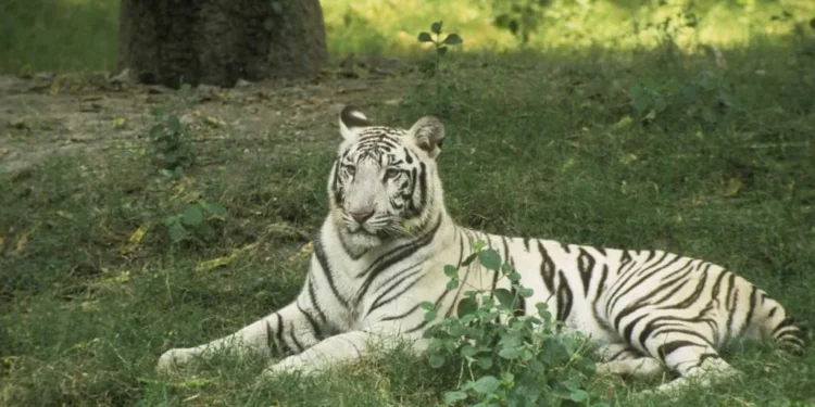 भिलाई में सफेद बाघिन ‘जया’ की संदिग्ध परिस्थितियों में मौत